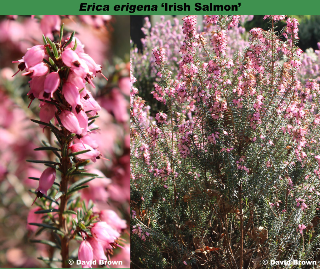 Erica erigena flowers various shades of pink (f. erigena) – Heather World