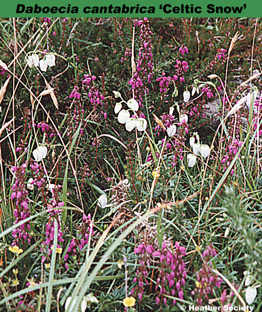 celtic-snow-heather-world