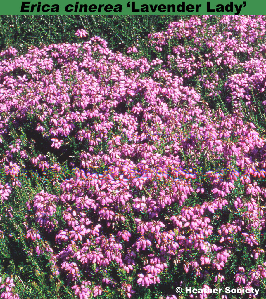 ‘Lavender Lady’ – Heather World